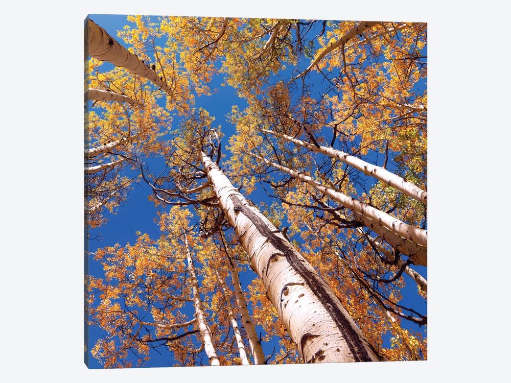 Aspen Trees Against The Sky In Crested Butte, Colorado . by OLena Art 1-piece Canvas Print
