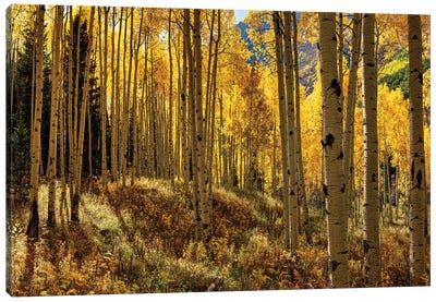 Autumn Aspen Forest Colorado USA  Canvas Art Print - Colorado Art