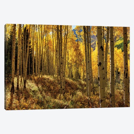 Autumn Aspen Forest Colorado USA  Canvas Print #OLE134} by OLena Art Canvas Art