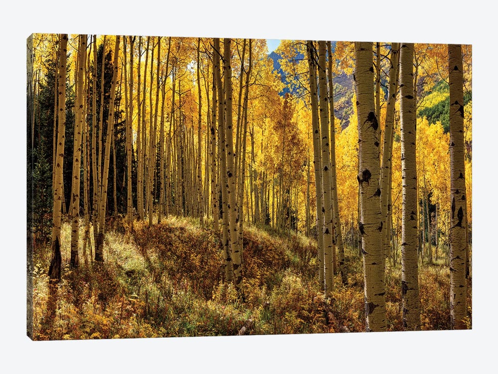 Autumn Aspen Forest Colorado USA  by OLena Art 1-piece Canvas Art Print