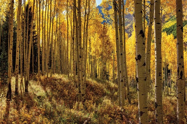 OLena Art: Autumn Aspen Forest Colorado USA  by OLena Art
