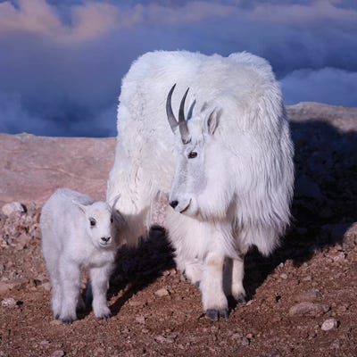 Above The Clouds by OLena Art framed canvas print