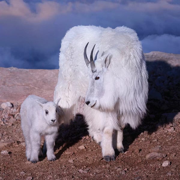 Goats: Above The Clouds by OLena Art