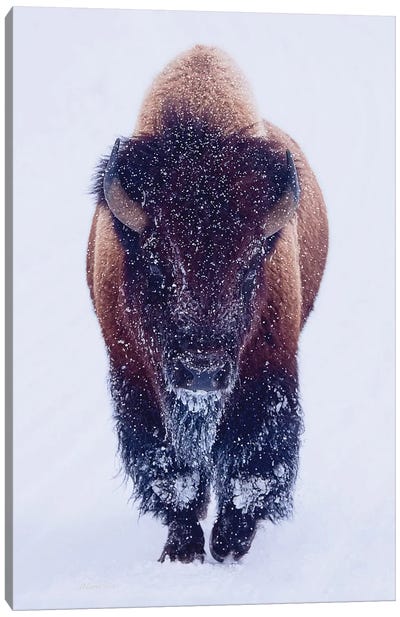 Bison In Snow Canvas Art Print - 3-Piece Photography
