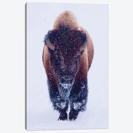 Bison In Snow Canvas Print #OLE138} by OLena Art Art Print