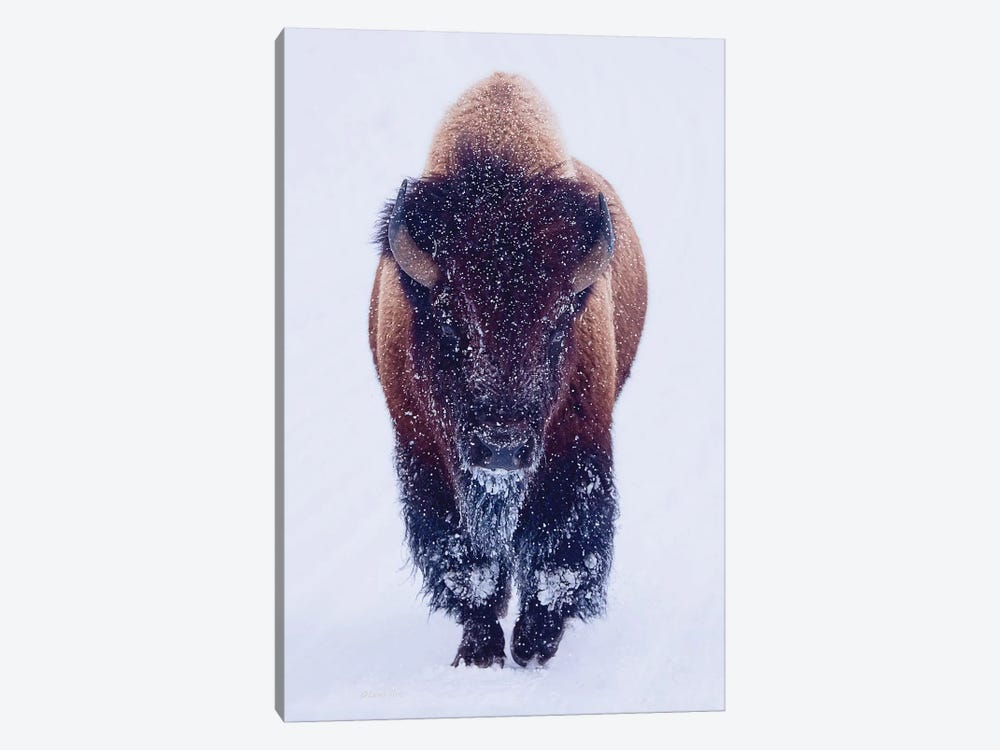 Bison In Snow by OLena Art 1-piece Art Print