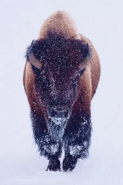Animal Lover: Bison In Snow by OLena Art