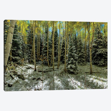 Colorado Autumn Snow Storm Canvas Print #OLE148} by OLena Art Canvas Art