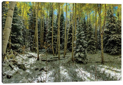 Colorado Autumn Snow Storm Canvas Art Print - Colorado Art