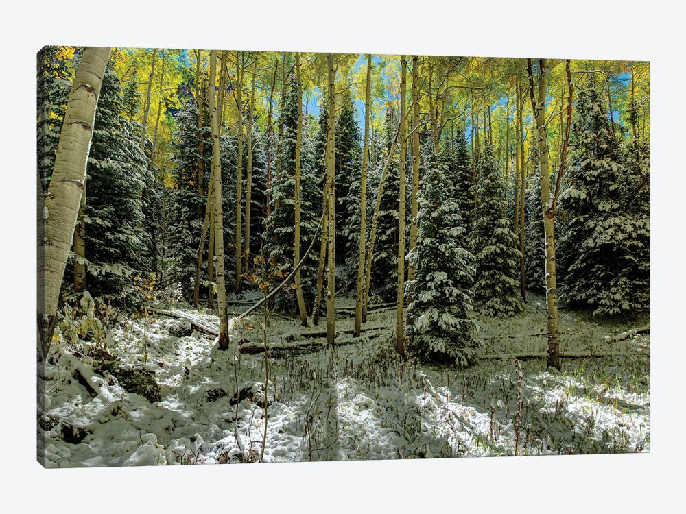 Colorado Autumn Snow Storm by OLena Art 1-piece Canvas Wall Art