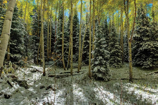 OLena Art: Colorado Autumn Snow Storm by OLena Art