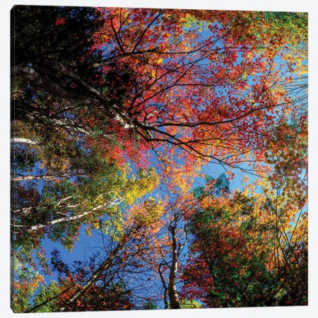 Colorful Autumn New Hampshire Canvas Print #OLE160} by OLena Art Canvas Wall Art