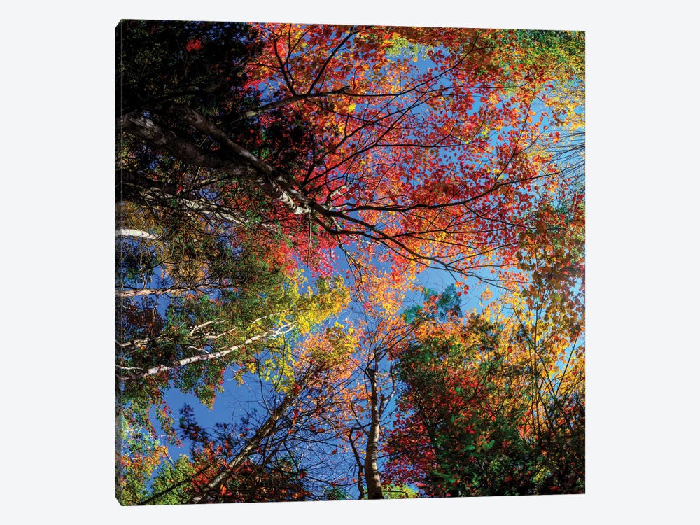 Colorful Autumn New Hampshire by OLena Art 1-piece Canvas Artwork