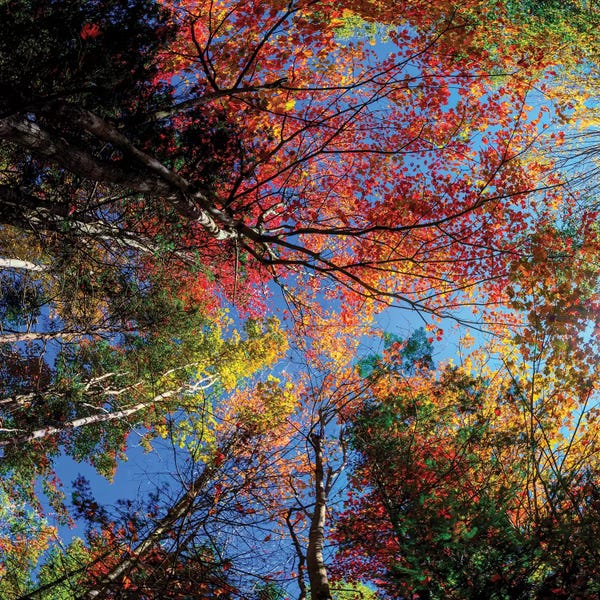 New Hampshire: Colorful Autumn New Hampshire by OLena Art