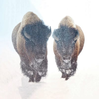 Two Bison In A Snow Storm by OLena Art multi panel art