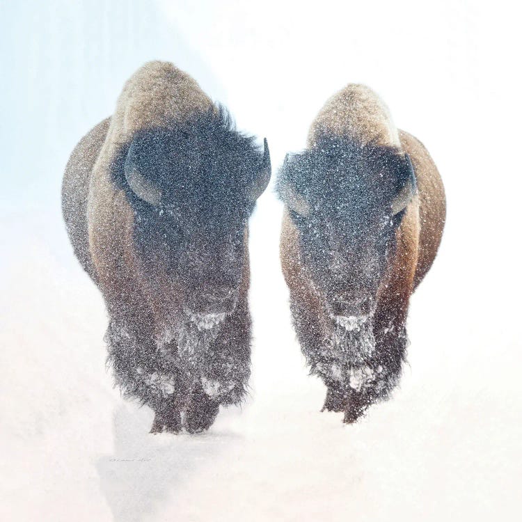 Two Bison In A Snow Storm