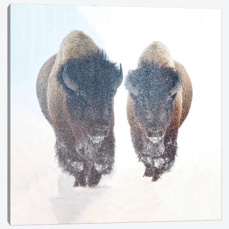 Two Bison In A Snow Storm Canvas Print #OLE198} by OLena Art Canvas Print