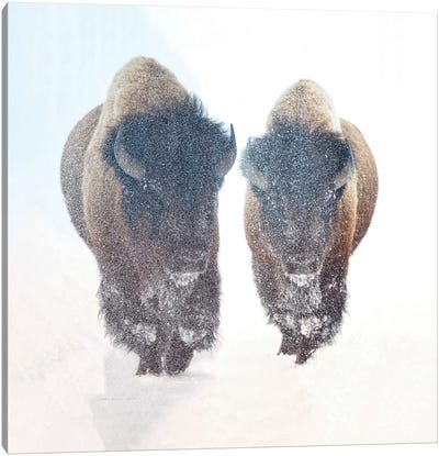 Two Bison In A Snow Storm Canvas Art Print - Bison & Buffalo Art