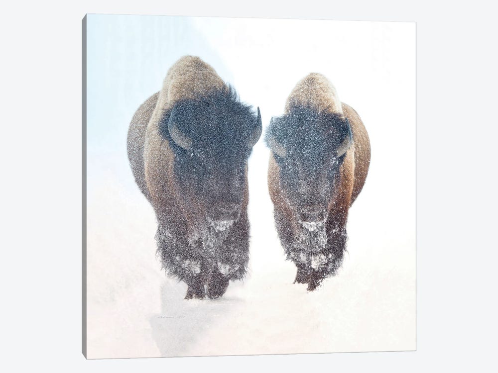 Two Bison In A Snow Storm by OLena Art 1-piece Canvas Art Print