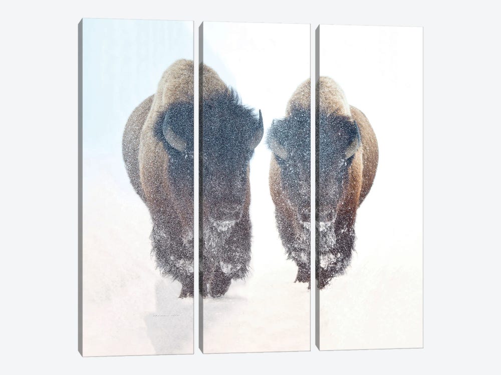 Two Bison In A Snow Storm by OLena Art 3-piece Canvas Art Print