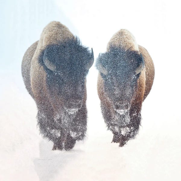Bison & Buffaloes: Two Bison In A Snow Storm by OLena Art