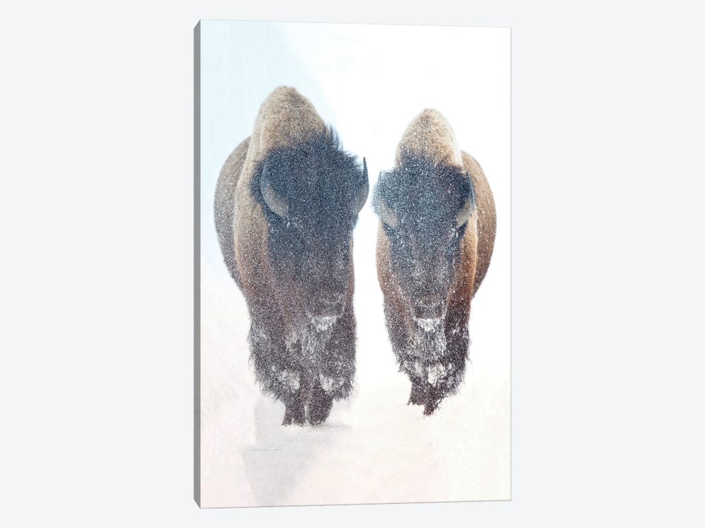 Bison In A Snow Storm by OLena Art 1-piece Canvas Art
