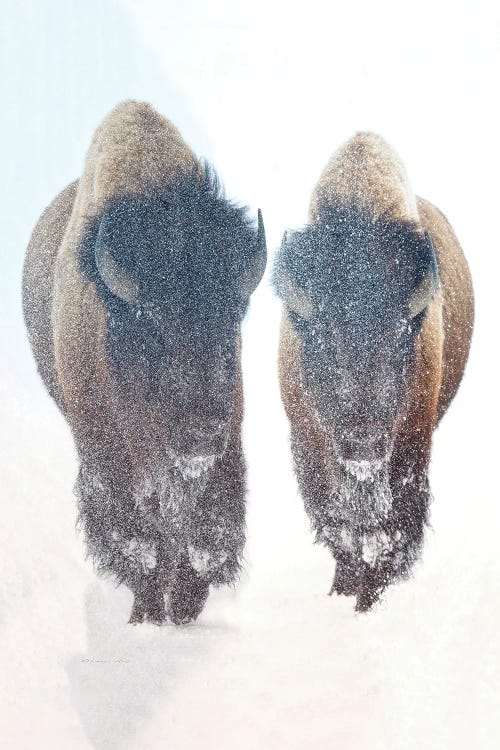 Bison In A Snow Storm