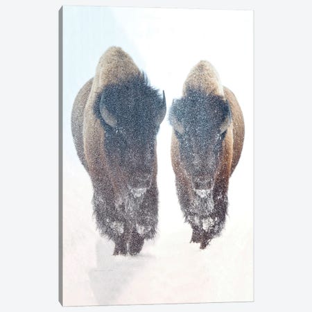 Bison In A Snow Storm Canvas Print #OLE199} by OLena Art Canvas Art Print