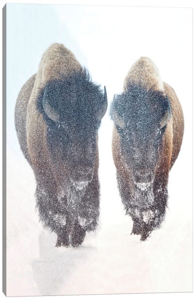 Bison In A Snow Storm Canvas Art Print