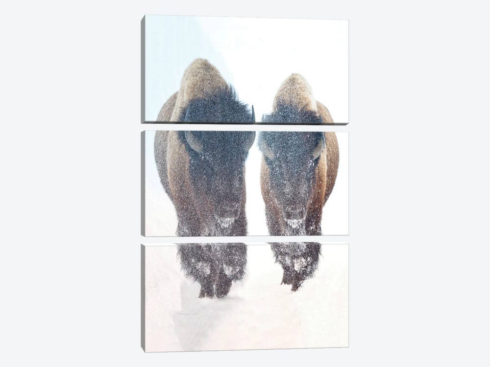 Bison In A Snow Storm by OLena Art 3-piece Canvas Art
