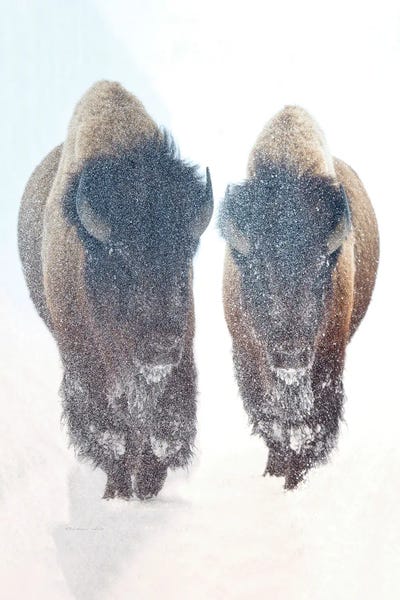 Bison & Buffaloes: Bison In A Snow Storm by OLena Art
