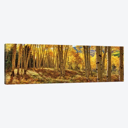 Autumn Aspen Colorado Forest Panorama Canvas Print #OLE207} by OLena Art Canvas Artwork
