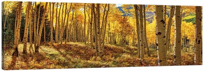 Autumn Aspen Colorado Forest Panorama Canvas Art Print - OLena art