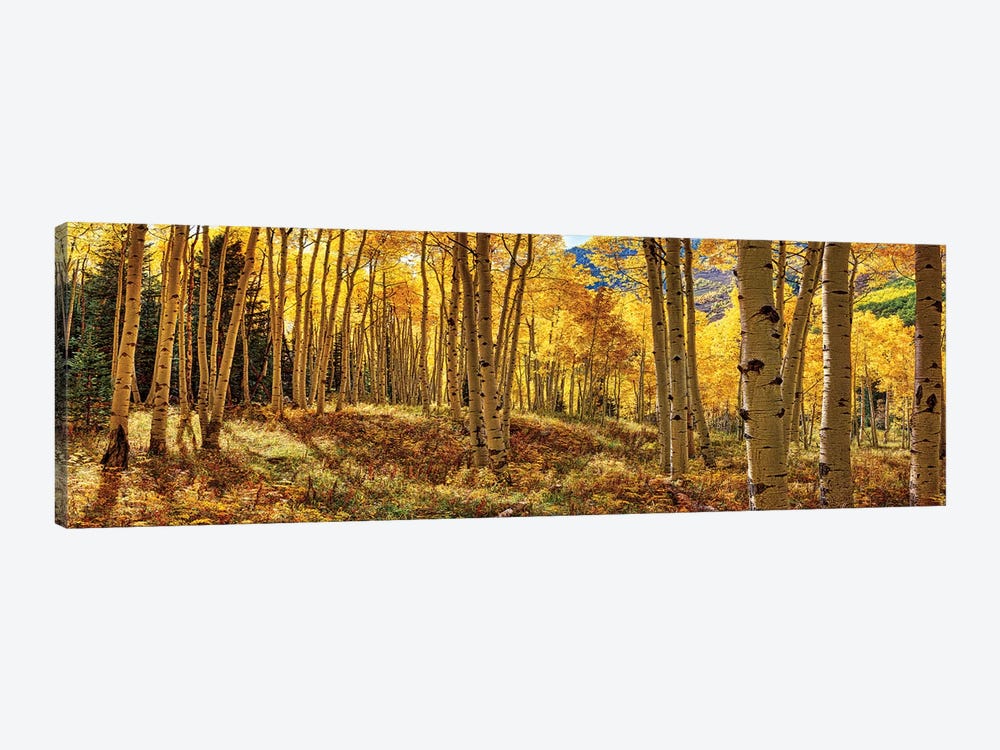 Autumn Aspen Colorado Forest Panorama by OLena Art 1-piece Canvas Print