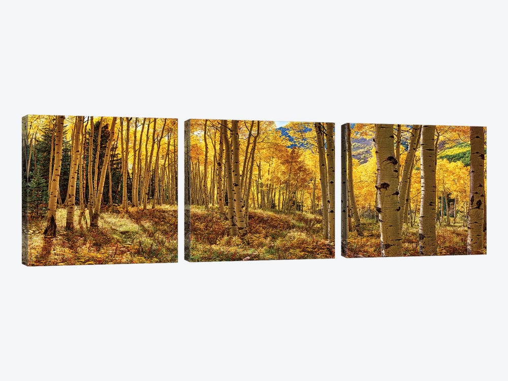 Autumn Aspen Colorado Forest Panorama by OLena Art 3-piece Art Print