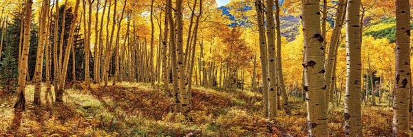 Autumn: Autumn Aspen Colorado Forest Panorama by OLena Art
