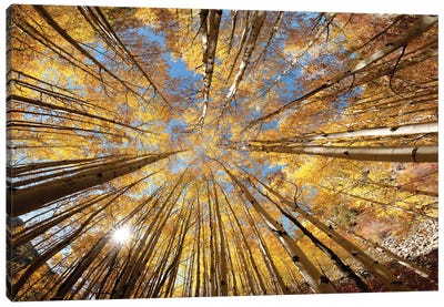 Colorado Autumn  Splendor Canvas Art Print - OLena art