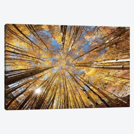 Colorado Autumn  Splendor Canvas Print #OLE214} by OLena Art Canvas Print