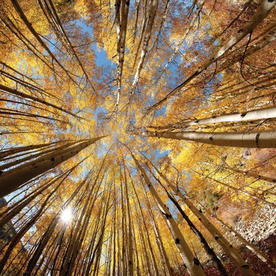 Autumn Splendor by OLena Art framed canvas print