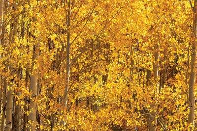 Season Of Gold III by OLena Art canvas print