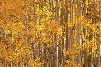 Season Of Gold II by OLena Art framed canvas print