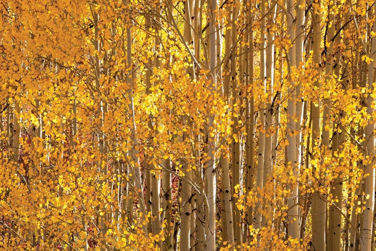 Season Of Gold II