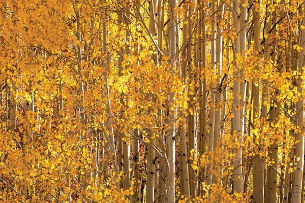 Palette Knife Prints: Season Of Gold II by OLena Art