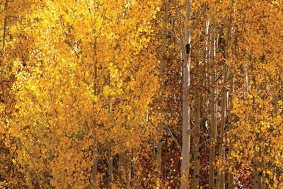 Season Of Gold I by OLena Art canvas print