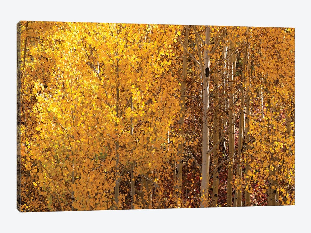 Season Of Gold I by OLena Art 1-piece Canvas Art Print