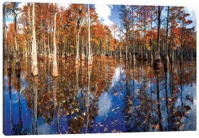 Cypress Swamp George L. Smith State Park, Georgia Canvas Art Print - OLena art