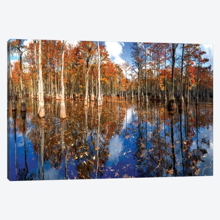 Cypress Swamp George L. Smith State Park, Georgia Canvas Print #OLE225} by OLena Art Canvas Artwork