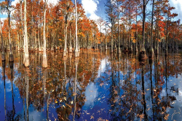 OLena Art: Cypress Swamp George L. Smith State Park, Georgia by OLena Art
