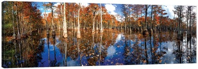 Cypress Swamp Panorama In George L. Smith State Park, Georgia Canvas Art Print - Cypress Tree Art