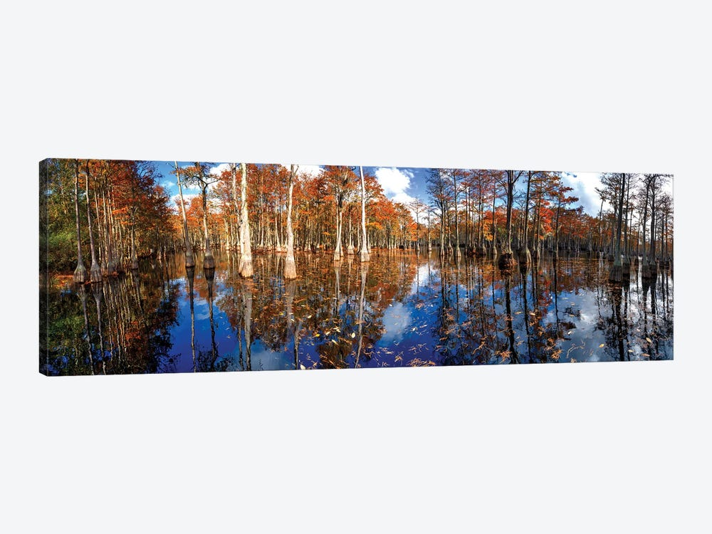 Cypress Swamp Panorama In George L. Smith State Park, Georgia by OLena Art 1-piece Canvas Artwork